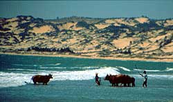 Farmers washing their cattle in the surf