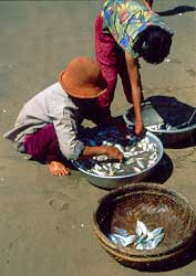 Buying freshly caught fish on the beach